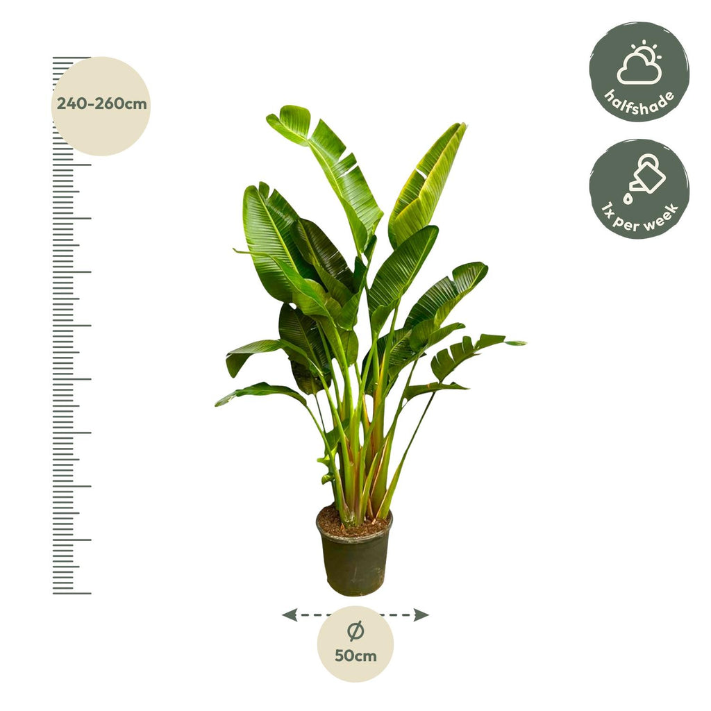 Strelitzia Augusta multi stam XXL (paradijsvogelbloem) – Ø30 cm, 250 cm hoog