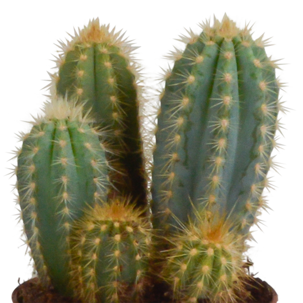 Cereus mix (Cactaceae) – Ø11 cm, 23 cm hoog – foto 6