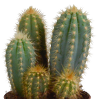 Cereus mix (Cactaceae) – Ø11 cm, 23 cm hoog