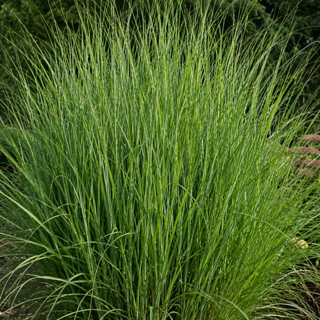 Panicum virgatum 'Northwind' (Fingergras) – 6 Pflanzen, Ø 12 cm – Bild 2