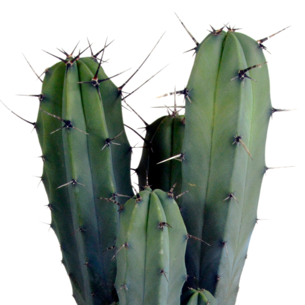 Myrtillocactus geometrizans (Cactaceae) sans pot décoratif – Ø17 cm, 40 cm de haut
