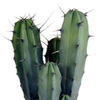 Myrtillocactus geometrizans (Cactaceae) sans pot décoratif – Ø17 cm, 40 cm de haut