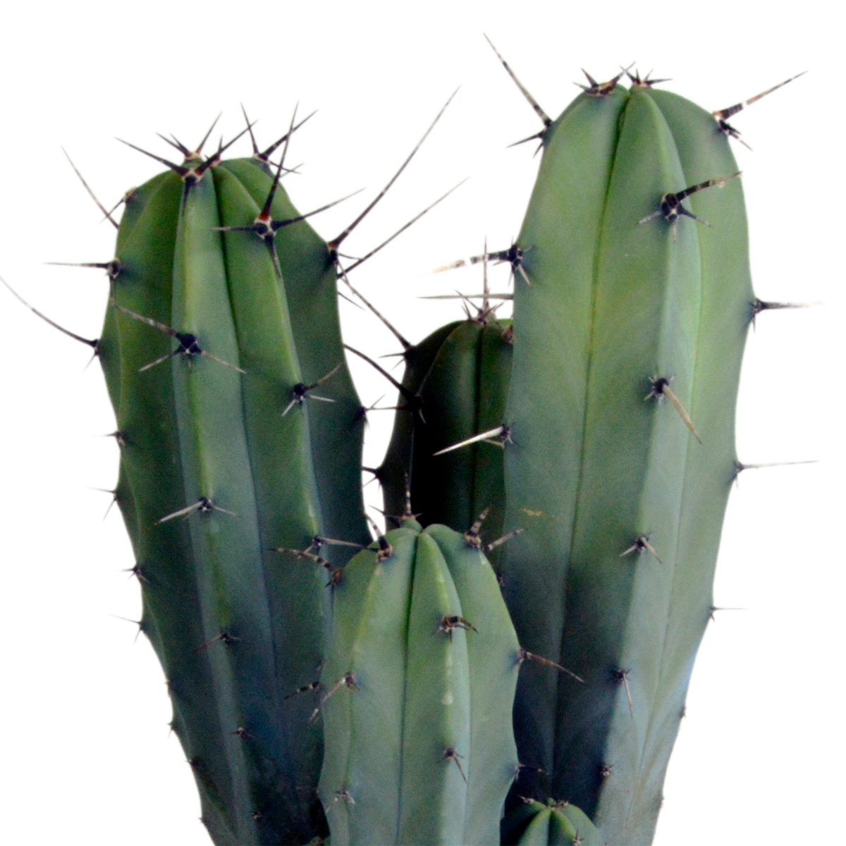 Myrtillocactus geometrizans (Cactaceae) sans pot décoratif – Ø17 cm, 40 cm de haut