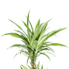 Dracaena Deremensis White Stripe (Drachenbaum) – Ø 19 cm, 70–90 cm hoch