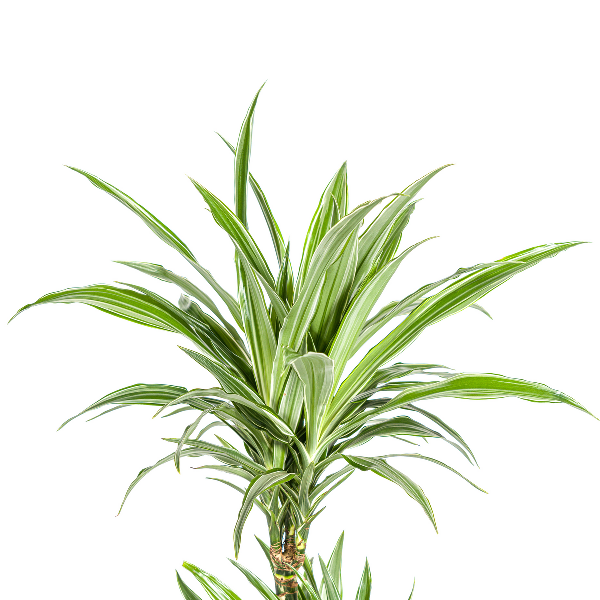 Dracaena Deremensis White Stripe (Drachenbaum) – Ø 19 cm, 70–90 cm hoch