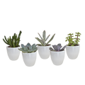 Vetplanten in witte pot – Ø6 cm, 13 cm hoog