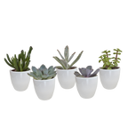 Vetplanten in witte pot – Ø6 cm, 13 cm hoog