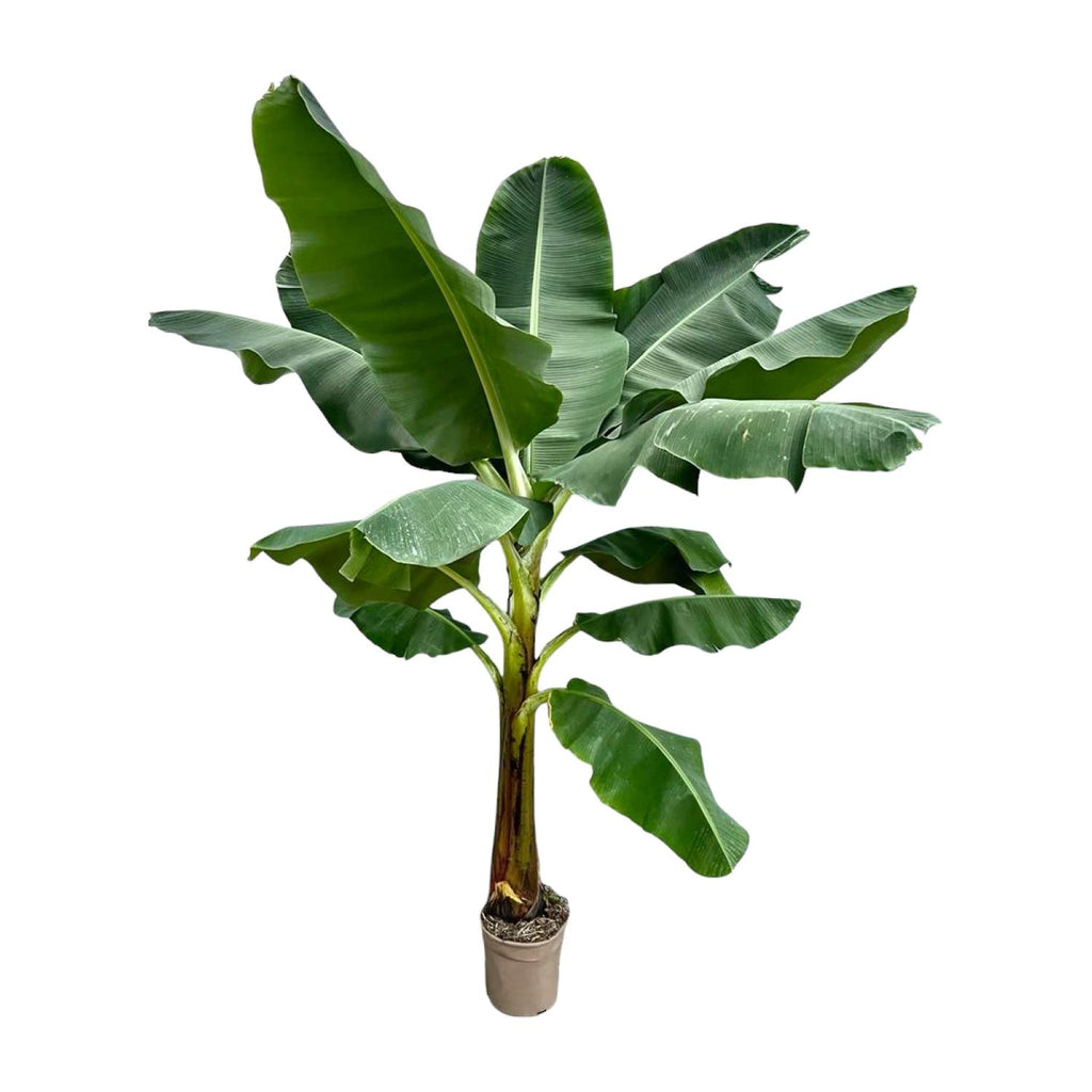 Musa (bananenplant) – Ø30 cm, 250 cm hoog