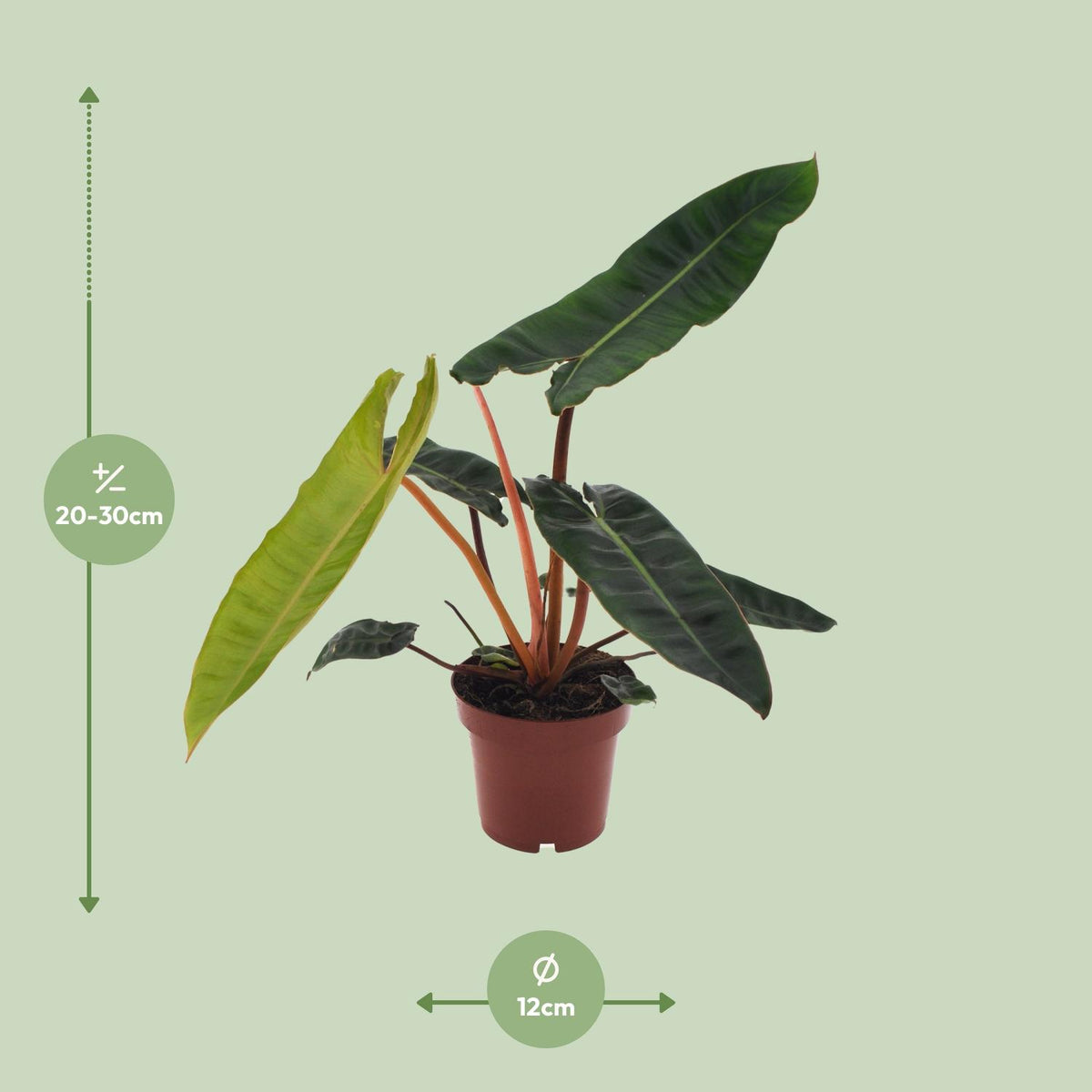 Philodendron Billietiae – Ø12 cm, 25 cm hoog