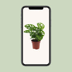 Hulplante (Monstera) – Ø12 cm, 30 cm høj