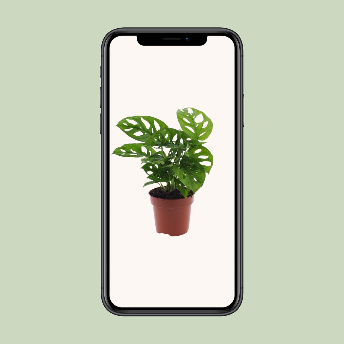 Hulplante (Monstera) – Ø12 cm, 30 cm høj