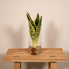 Sansevière en verre cylindrique (Sansevière) – Ø12 cm, 30 cm de haut