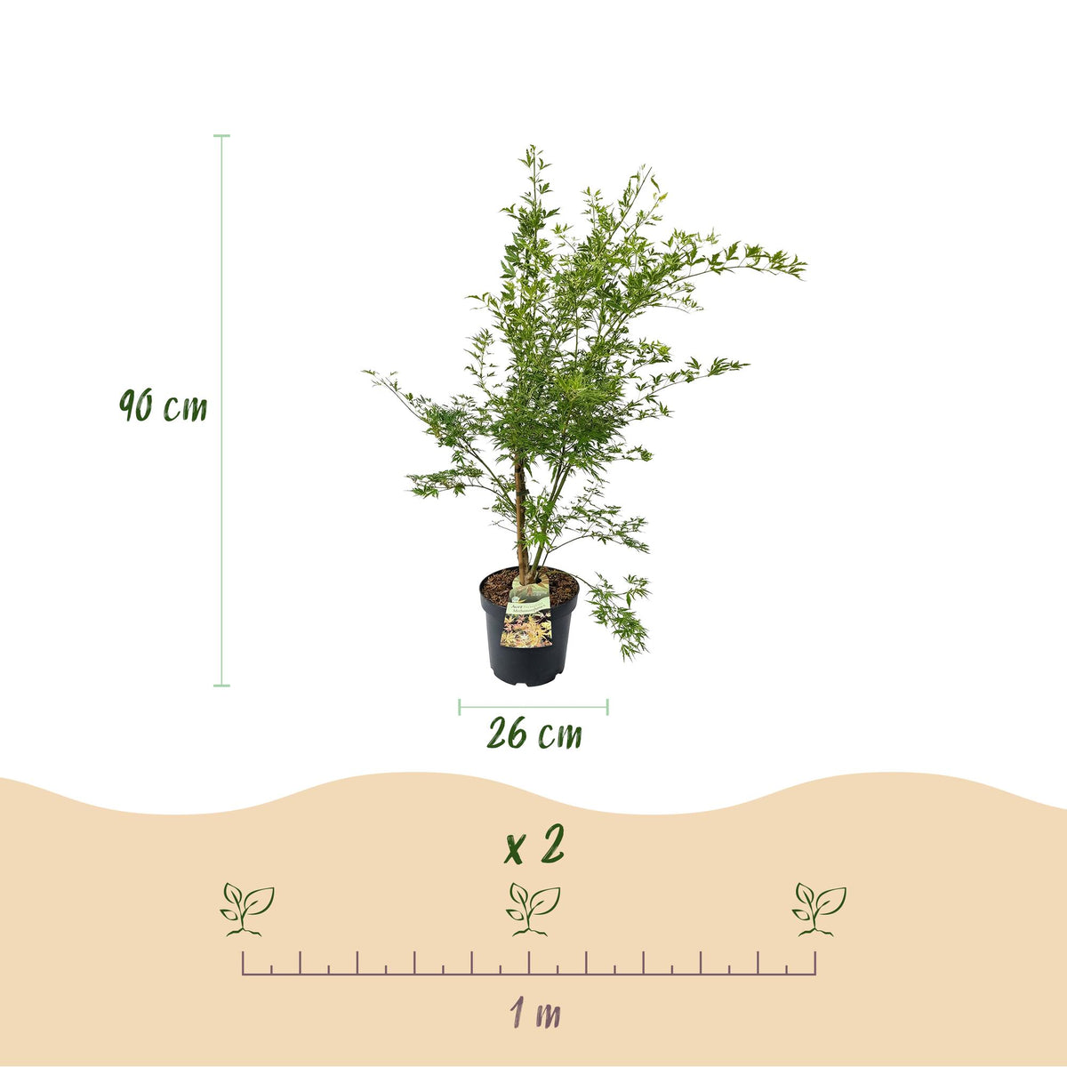 Acer palmatum 'Methamorphosa' (Japanse esdoorn) – oranje – Ø26 cm, 90 cm hoog
