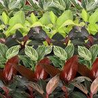 6× Baby Philodendron Family inkl. Copper Reef – Ø6 cm, 10–15 cm høj