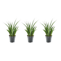 3× Sansevieria Kirkii (svigermors skarpe tunge) – Ø12 cm, 38 cm høj