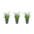 3× Sansevieria Kirkii (svigermors skarpe tunge) – Ø12 cm, 38 cm høj