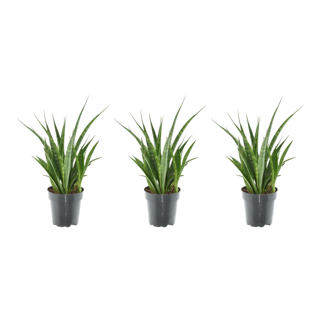 3× Sansevieria Kirkii (svigermors skarpe tunge) – Ø12 cm, 38 cm høj