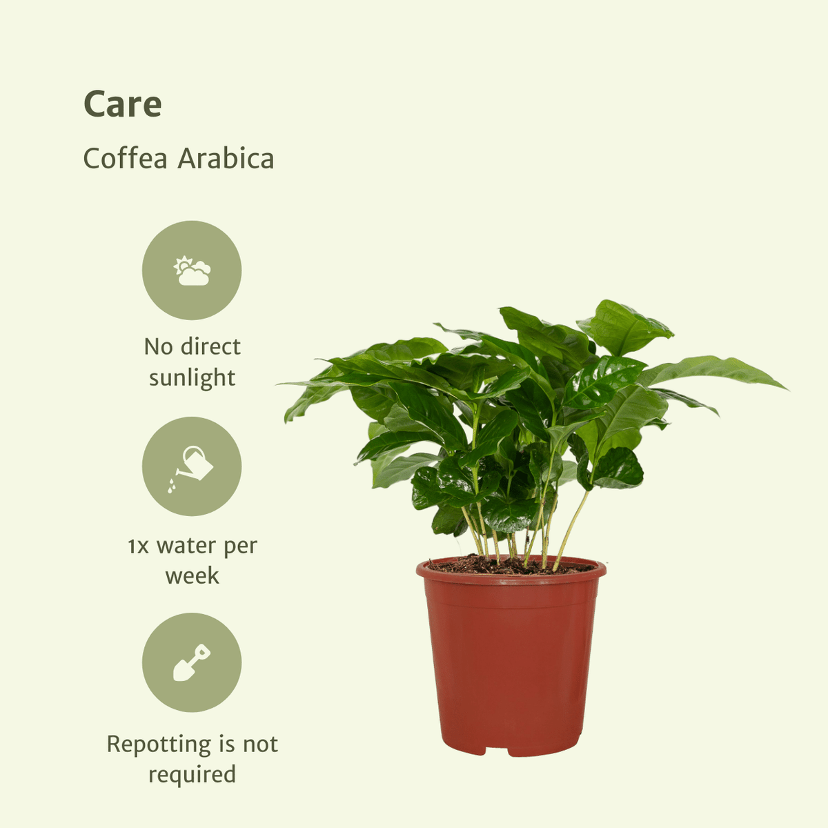 2× Caféier (Coffea) – Ø12 cm, 25 cm de haut