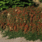 Cotoneaster pr. 'Streib’s Findling' (dwarf cotoneaster) – 12 plants, Ø9 cm, 10–25 cm high