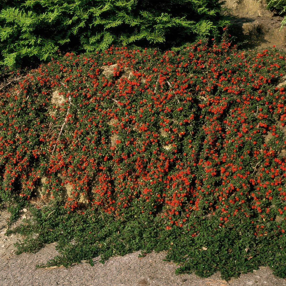 Cotoneaster pr. 'Streib’s Findling' (dwarf cotoneaster) – 12 plants, Ø9 cm, 10–25 cm high – photo 6
