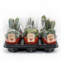 6× Cactus Mix (Cactaceae) – Ø12 cm, 20 cm de haut