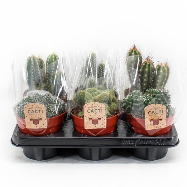 6× Cactus Mix (Cactaceae) – Ø12 cm, 20 cm de haut