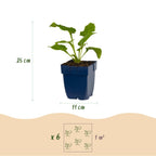 Echinacea purp. 'Magnus' (rudbeckia) – rose – 24 plantes, Ø11 cm, 15–25 cm de haut
