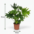 Philodendron Lickety split – Ø19 cm, 70 cm de haut