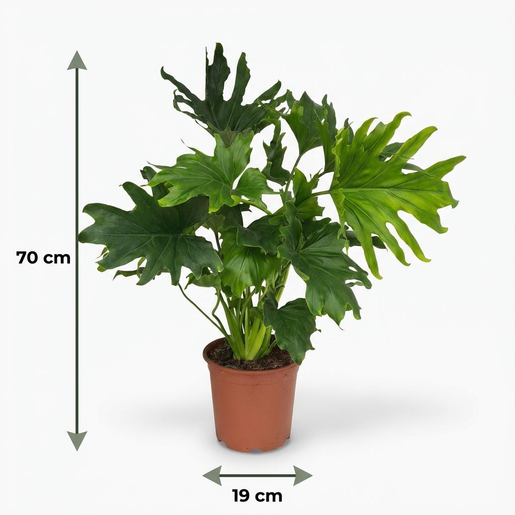 Philodendron Lickety split – Ø19 cm, 70 cm de haut
