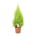Cupressus Goldcrest Wilma (indendørs cypres) – Ø21 cm, 90 cm høj