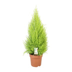 Cupressus Goldcrest Wilma (indendørs cypres) – Ø21 cm, 90 cm høj