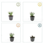 Aster 'Prof. Anton Kippenberg' – 48 planter, Ø9 cm, 10–25 cm høje