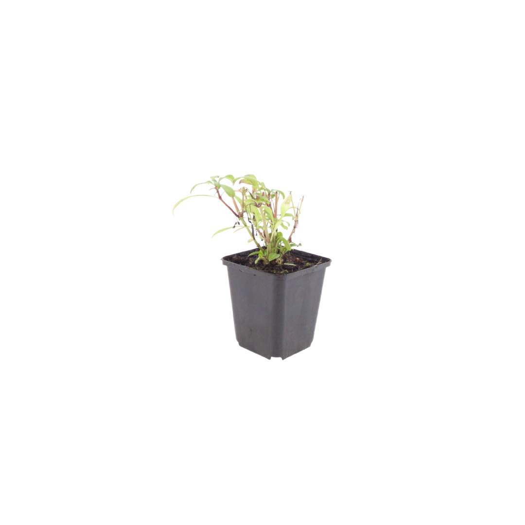 Centranthus ruber 'Coccineus' (spoorbloem) – 48 planten, Ø9 cm, 10–25 cm hoog