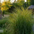 Miscanthus sinensis 'Gracillimus' (Zierreisigras) – 6 Pflanzen, Ø12 cm