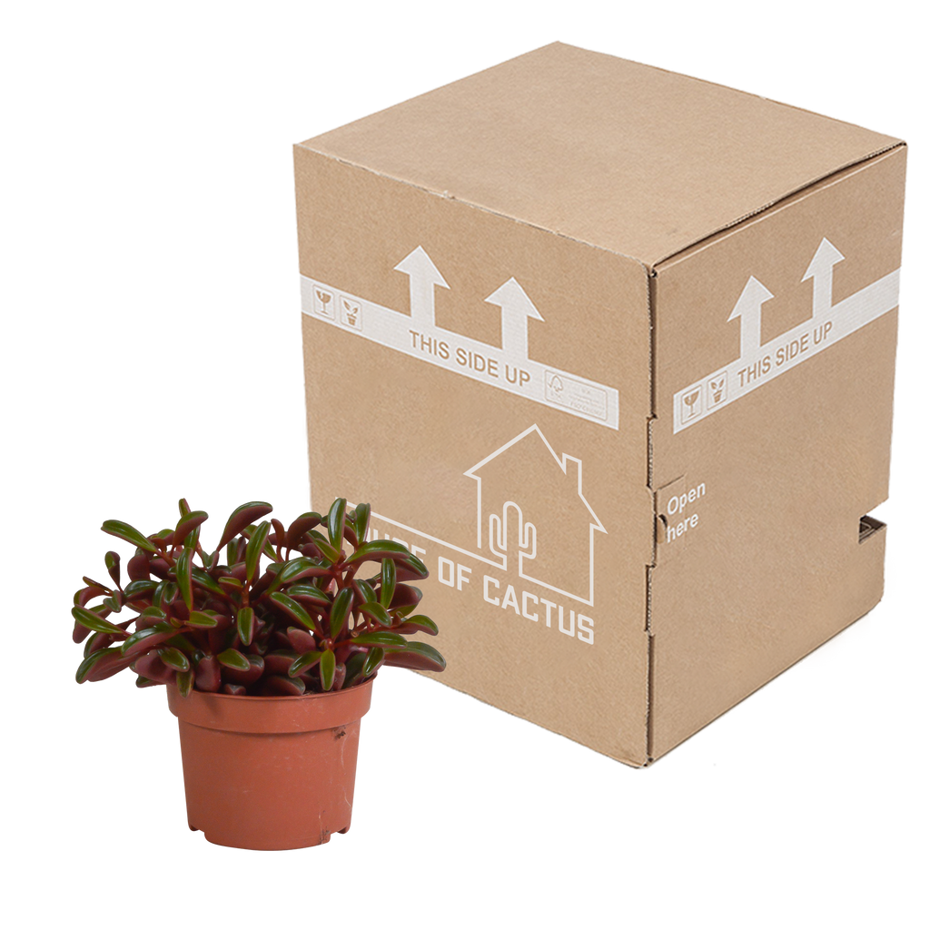 Peperomia graveolens zonder sierpot – Ø11 cm, 20 cm hoog