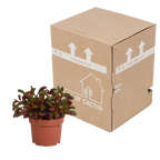 Peperomia graveolens zonder sierpot – Ø11 cm, 20 cm hoog