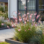 Gaura lindh. 'Rosyjane' (prachtkaars) – pink – 12 plants, Ø11 cm, 15–25 cm high