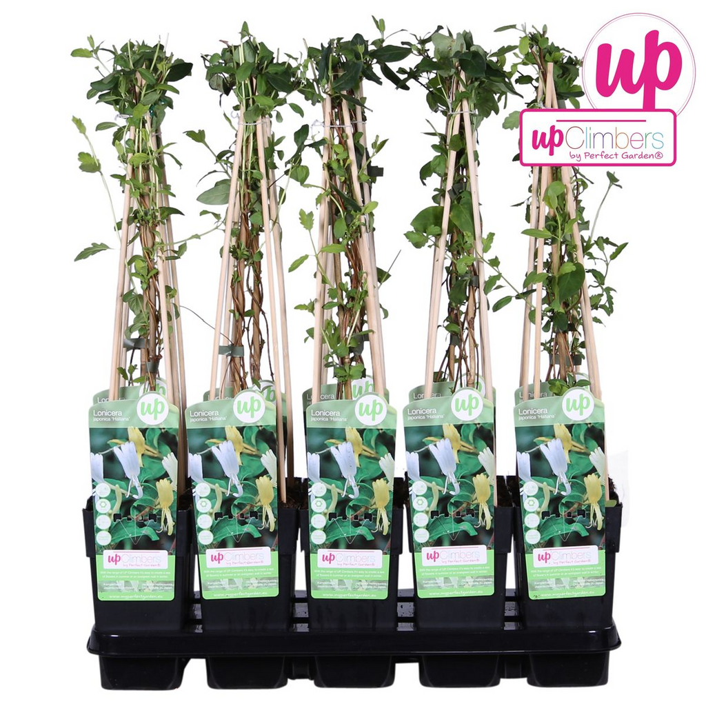 Lonicera japonica 'Halliana' (Japanese honeysuckle) – Ø15 cm, 65 cm high – photo 5