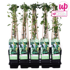 Lonicera japonica 'Halliana' (Japanese honeysuckle) – Ø15 cm, 65 cm high