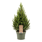 Picea glauca Conica (petit sapin de Noël) – Ø19 cm, 65 cm de haut