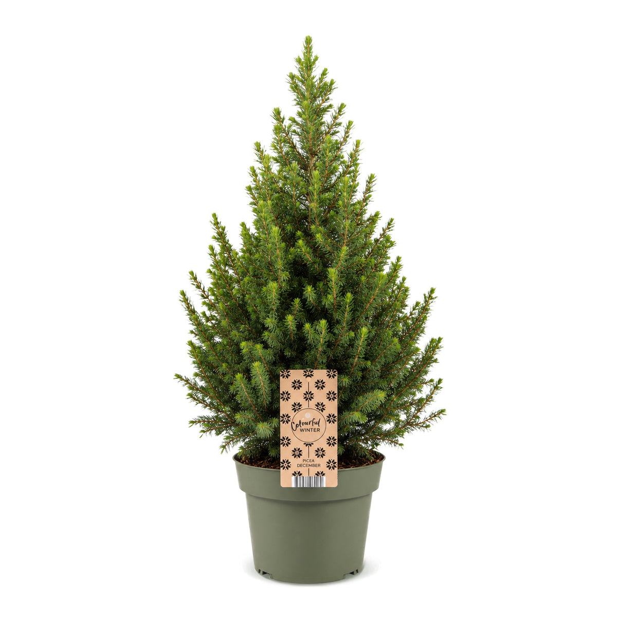 Picea glauca Conica (petit sapin de Noël) – Ø19 cm, 65 cm de haut