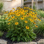 Rudbeckia fulgida 'Goldsturm' (coneflower) – yellow – 6 plants, Ø11 cm, 15–25 cm high