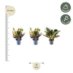 3× Croton Codiaeum mix – Ø12 cm, 30 cm hoog