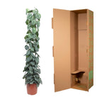 Scindapsus pictus Trebie mesh support – Ø27 cm, 160 cm high