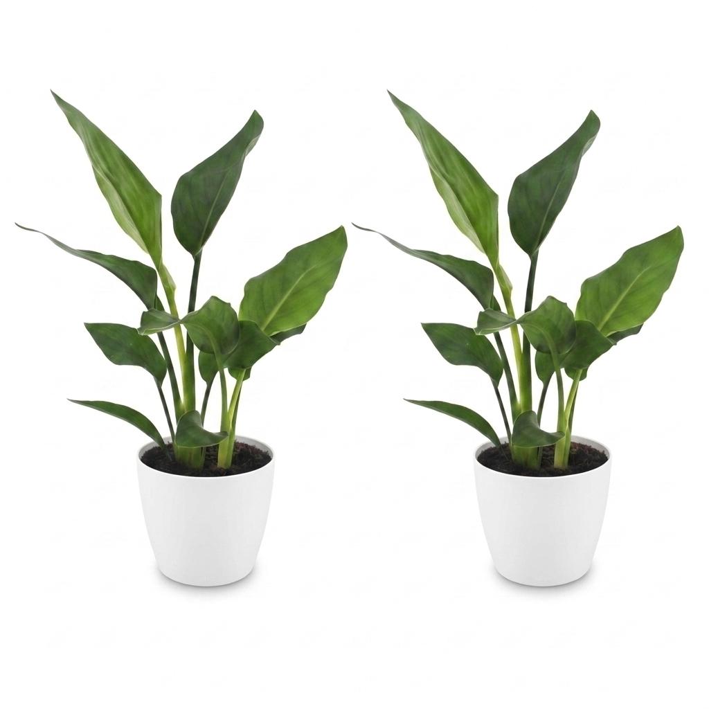2× Strelitzia reginae (paradisfugleblomst) i hvid Potter-pottedø – Ø12 cm, 35 cm høj