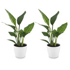 2× Strelitzia reginae (paradisfugleblomst) i hvid Potter-pottedø – Ø12 cm, 35 cm høj