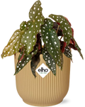 Begonia Maculata i Vibes Fold-potted plante gul – 20 cm høj
