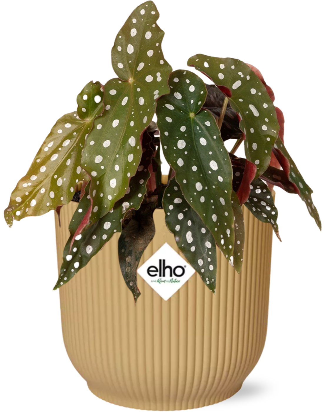 Begonia Maculata in Vibes Fold-sierpot geel – 20 cm hoog
