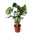 Monstera deliciosa (gatenplant) – Ø21 cm, 60 cm hoog