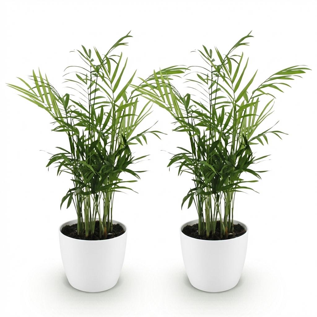 2× Goudpalm (Dypsis) in Potter-sierpot wit – Ø12 cm, 15 cm hoog